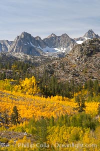 Aspen trees cover Bishop Creek Canyon above Aspendel, Populus tremuloides, Bishop Creek Canyon, Sierra Nevada Mountains