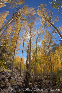 Aspen trees turn yellow and orange in early October, South Fork of Bishop Creek Canyon, Populus tremuloides, Bishop Creek Canyon, Sierra Nevada Mountains