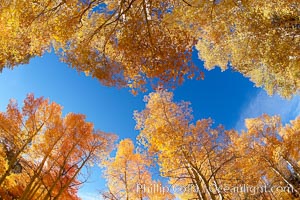 Quaking aspens turn yellow and orange as Autumn comes to the Eastern Sierra mountains, Bishop Creek Canyon, Populus tremuloides, Bishop Creek Canyon, Sierra Nevada Mountains