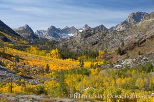 Aspen trees cover Bishop Creek Canyon above Aspendel, Populus tremuloides, Bishop Creek Canyon, Sierra Nevada Mountains