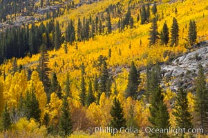 Aspen trees turn yellow and orange in early October, South Fork of Bishop Creek Canyon, Populus tremuloides, Bishop Creek Canyon, Sierra Nevada Mountains