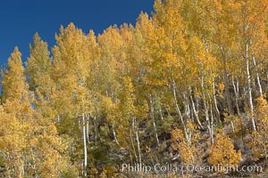 Aspen trees turn yellow and orange in early October, South Fork of Bishop Creek Canyon, Populus tremuloides, Bishop Creek Canyon, Sierra Nevada Mountains