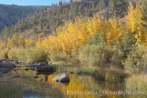 Quaking aspens turn yellow and orange as Autumn comes to the Eastern Sierra mountains, Bishop Creek Canyon, Populus tremuloides, Bishop Creek Canyon, Sierra Nevada Mountains
