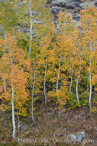 Aspen trees in autumn, fall colors, eastern Sierra Nevada, Populus tremuloides, Bishop Creek Canyon Sierra Nevada Mountains