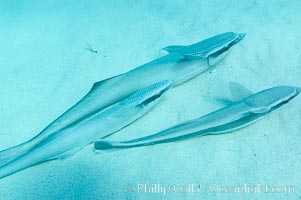 Live sharksuckers laying in sand, commonly found on sharks but also encountered freeswimming, will often approach divers.  Northern Bahamas, Echeneis naucrates