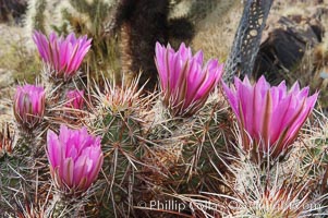 Springtime bloom of the hedgehog cactus (or calico cactus), Echinocereus engelmannii, Joshua Tree National Park, California