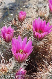 Springtime bloom of the hedgehog cactus (or calico cactus), Echinocereus engelmannii, Joshua Tree National Park, California