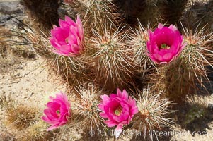 Hedgehog cactus blooms in spring, Echinocereus engelmannii, Joshua Tree National Park, California