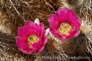 Hedgehog cactus blooms in spring, Echinocereus engelmannii, Joshua Tree National Park, California