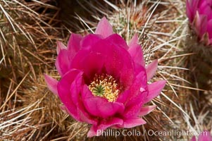 Hedgehog cactus blooms in spring, Echinocereus engelmannii, Joshua Tree National Park, California