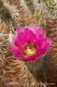 Hedgehog cactus blooms in spring, Echinocereus engelmannii, Joshua Tree National Park, California