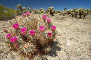 Hedgehog cactus blooms in spring, Echinocereus engelmannii, Joshua Tree National Park, California