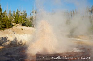 Echinus Geyser erupts at sunset.  Echinus Geyser reaches heights of 40 to 60 feet.  Echinus Geyser was quite predictable until 1998 when something changed in its plumbing, and it now is irregular and erupts less often, Norris Geyser Basin, Yellowstone National Park, Wyoming