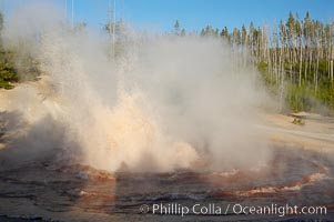 Echinus Geyser erupts at sunset.  Echinus Geyser reaches heights of 40 to 60 feet.  Echinus Geyser was quite predictable until 1998 when something changed in its plumbing, and it now is irregular and erupts less often, Norris Geyser Basin, Yellowstone National Park, Wyoming