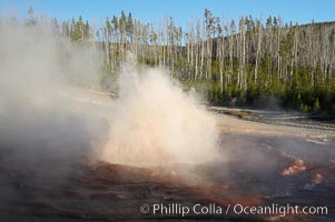 Echinus Geyser erupts at sunset.  Echinus Geyser reaches heights of 40 to 60 feet.  Echinus Geyser was quite predictable until 1998 when something changed in its plumbing, and it now is irregular and erupts less often, Norris Geyser Basin, Yellowstone National Park, Wyoming