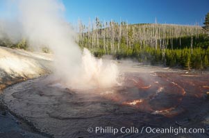 Echinus Geyser erupts at sunset.  Echinus Geyser reaches heights of 40 to 60 feet.  Echinus Geyser was quite predictable until 1998 when something changed in its plumbing, and it now is irregular and erupts less often, Norris Geyser Basin, Yellowstone National Park, Wyoming