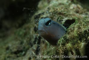 Mimic blenny, Ecsenius gravieri, Egyptian Red Sea