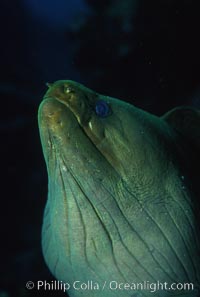 Eel, Roatan