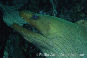 Eel, Roatan