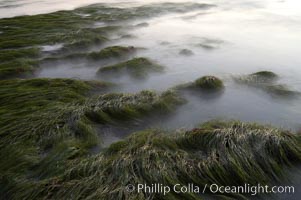Eel grass awash low tide, at sunset, Torrey Pines State Reserve, San Diego, California