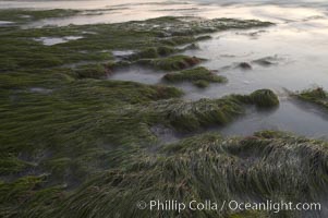 Eel grass awash low tide, at sunset, Torrey Pines State Reserve, San Diego, California