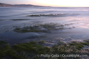 Eel grass sways in the waves at extreme low tide, the lights of La Jolla are visible in the distance.  San Diego, Torrey Pines State Reserve