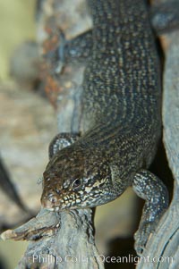 Kings skink, Egernia kingii