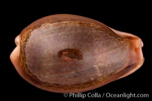 Egg Cowrie, Cypraea ovum