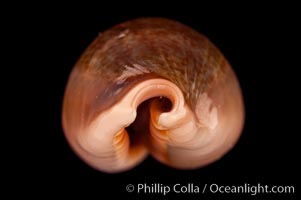 Egg Cowrie, Cypraea ovum