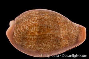 Egg Cowrie, Cypraea ovum