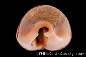 Egg Cowrie, Cypraea ovum