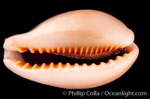 Egg Cowrie, Cypraea ovum