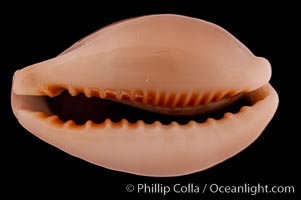 Egg Cowrie, Cypraea ovum