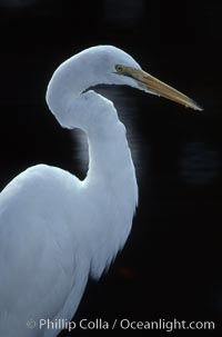 Egret, Homosassa River