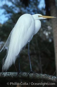 Egret, Homosassa River