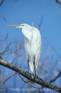 Egret, Homosassa River