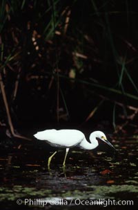 Egret, Homosassa River