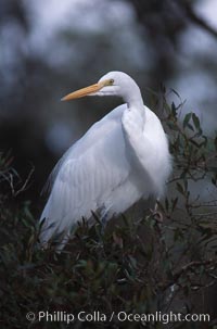 Egret, Homosassa River