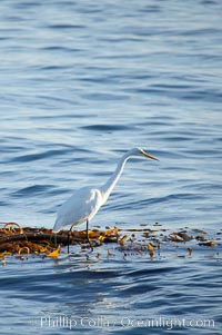 Egret, Monterey, California