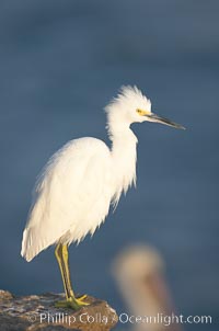 Snowy egret.  The snowy egret can be found in marshes, swamps, shorelines, mudflats and ponds.  The snowy egret eats shrimp, minnows and other small fish,  crustaceans and frogs.  It is found on all coasts of North America and, in winter, into South America, Egretta thula, La Jolla, California