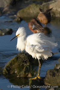 Snowy egret, Egretta thula, Upper Newport Bay Ecological Reserve, Newport Beach, California