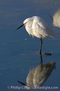 Snowy egret, Egretta thula, Upper Newport Bay Ecological Reserve, Newport Beach, California