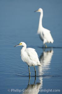 Snowy egret wading, foraging for small fish in shallow water, Egretta thula, San Diego Bay National Wildlife Refuge