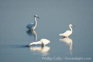 Snowy egret wading, foraging for small fish in shallow water, Egretta thula, San Diego Bay National Wildlife Refuge