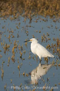 Snowy egret wading, foraging for small fish in shallow water, Egretta thula, San Diego Bay National Wildlife Refuge