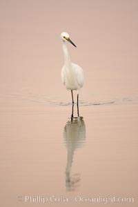 Snowy egret wading, foraging for small fish in shallow water, Egretta thula, San Diego Bay National Wildlife Refuge