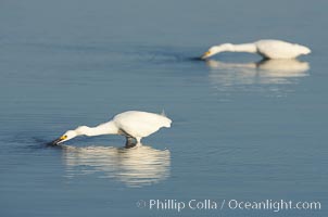 Snowy egret wading, foraging for small fish in shallow water. San Diego Bay National Wildlife Refuge, California, USA, Egretta thula, natural history stock photograph, photo id 17459