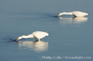 Snowy egret wading, foraging for small fish in shallow water, Egretta thula, San Diego Bay National Wildlife Refuge