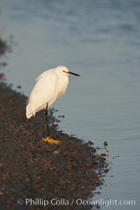 Snowy egret wading, foraging for small fish in shallow water, Egretta thula, San Diego Bay National Wildlife Refuge