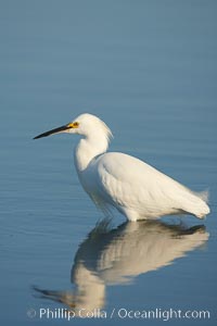 Snowy egret wading, foraging for small fish in shallow water, Egretta thula, San Diego Bay National Wildlife Refuge